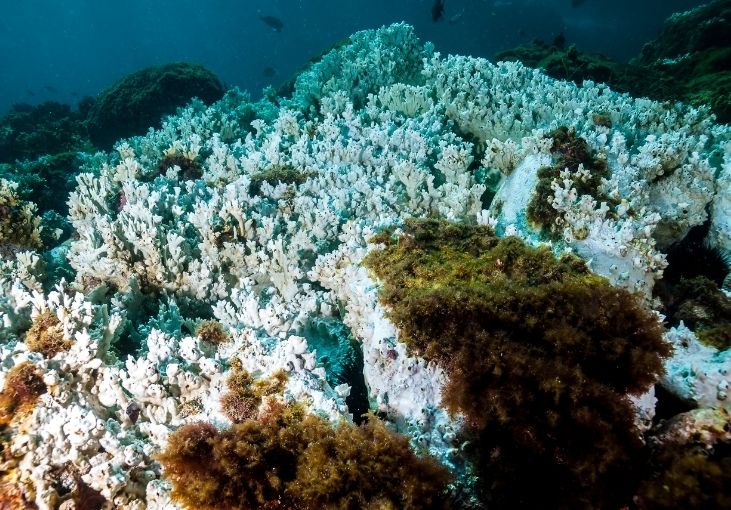 Threats To Coral Reefs Climate Pollution Raja Ampat
