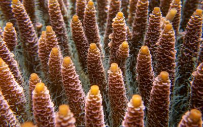 Day Seven: The SEA People Diaries | By Greg Johannes