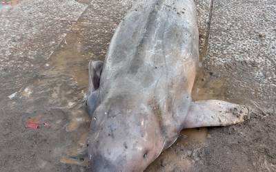 Deceased Dugong in Raja Ampat –  The Impact of Careless Boat Traffic