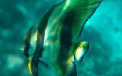 Day Thirteen: The SEA People Diaries | By Greg Johannes