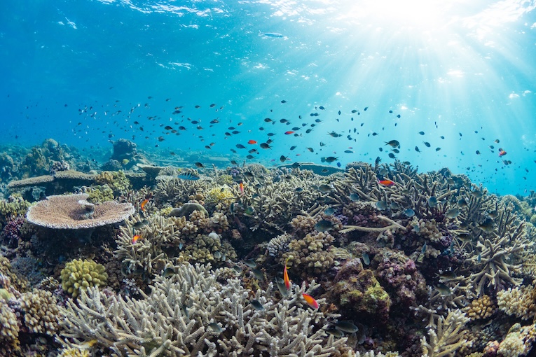 Healthy Coral Reef Raja Ampat | Hard coral reef bursting with color and biodiversity