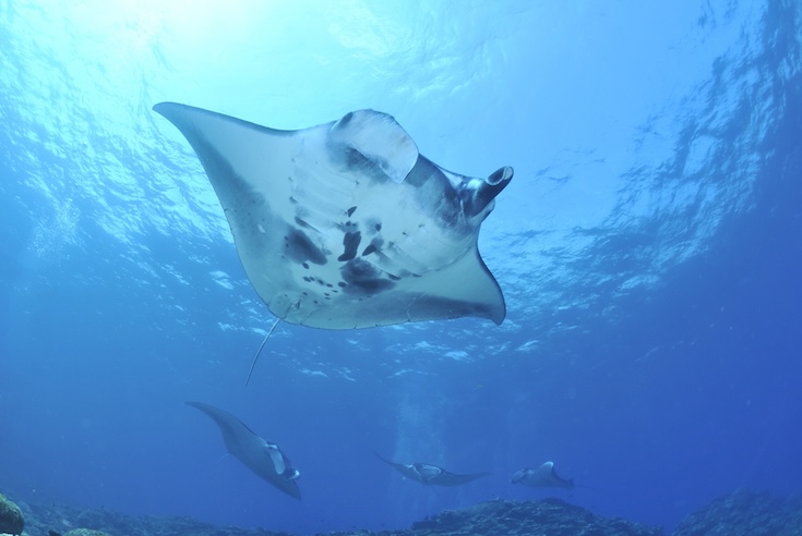 Manta Ray Protected Species Raja Ampat | The SEA People