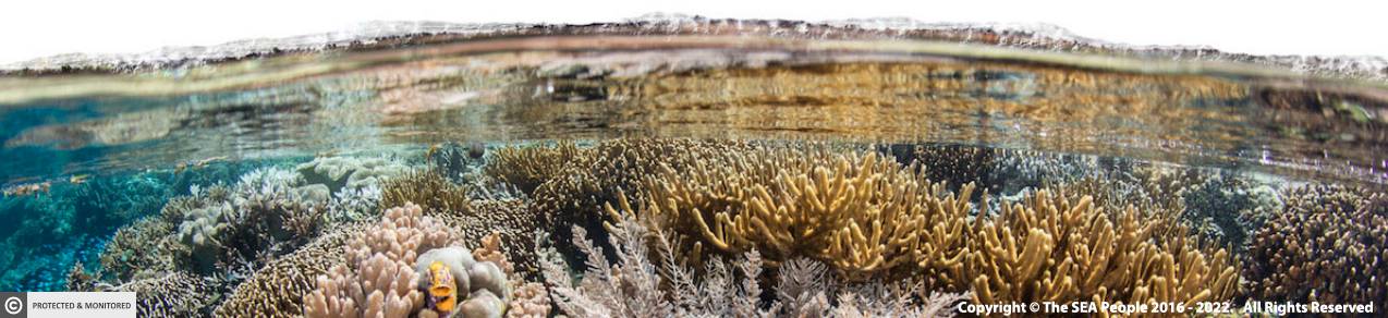 Healthy Coral Reef Raja Ampat Copyright The SEA People 2016-2022