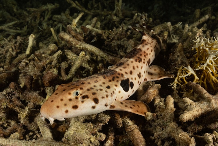 Raja Ampat Walking Shark Endemic Species