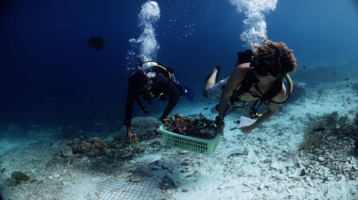 Regenerative Tourism Yaf Keru Reef Restoration Raja Ampat