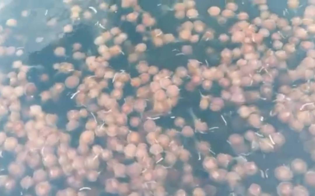 A Very Jelly Christmas – A Sign From Mother Nature?
