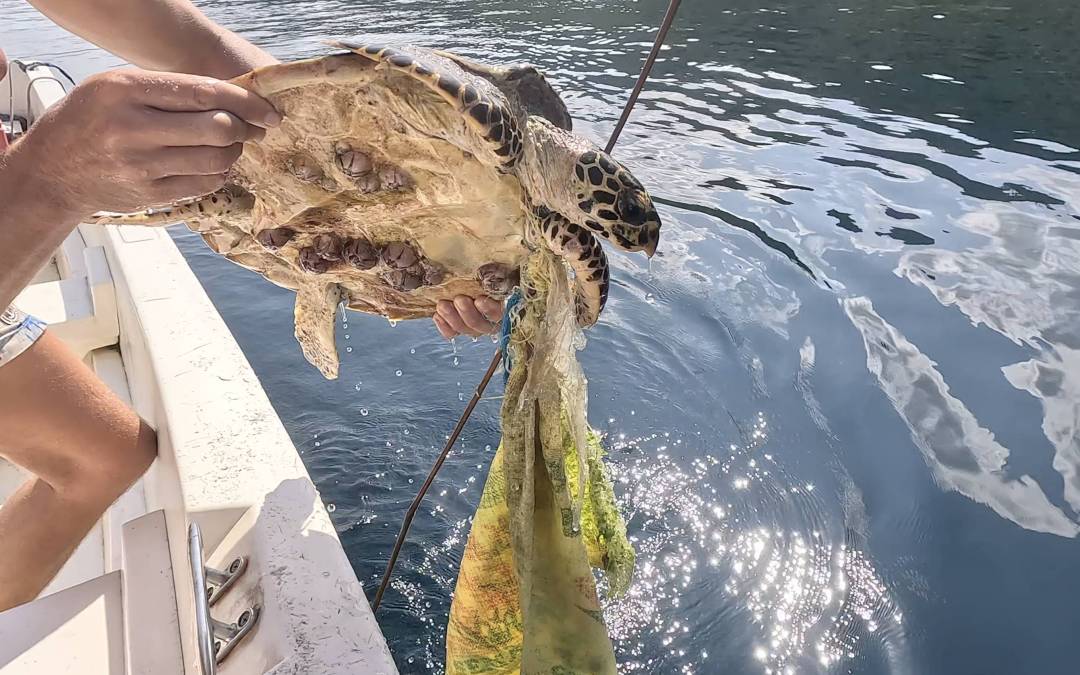 A Young Sea Turtle, a Plastic Bag, and How We Ate Some Rice