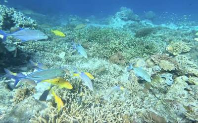 From Degradation to Diversity – Yaf Keru: Bringing Life Back to Degraded Reefs