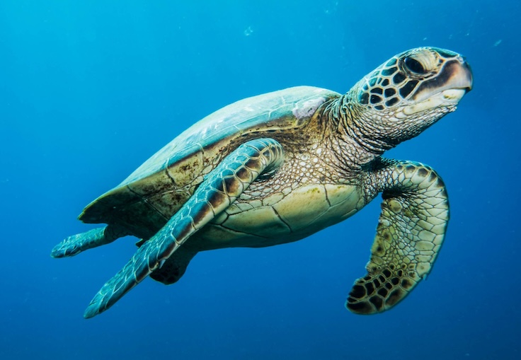 Raja Ampat Sea Turtle | Protected Species | The SEA People Raja Ampat conservation