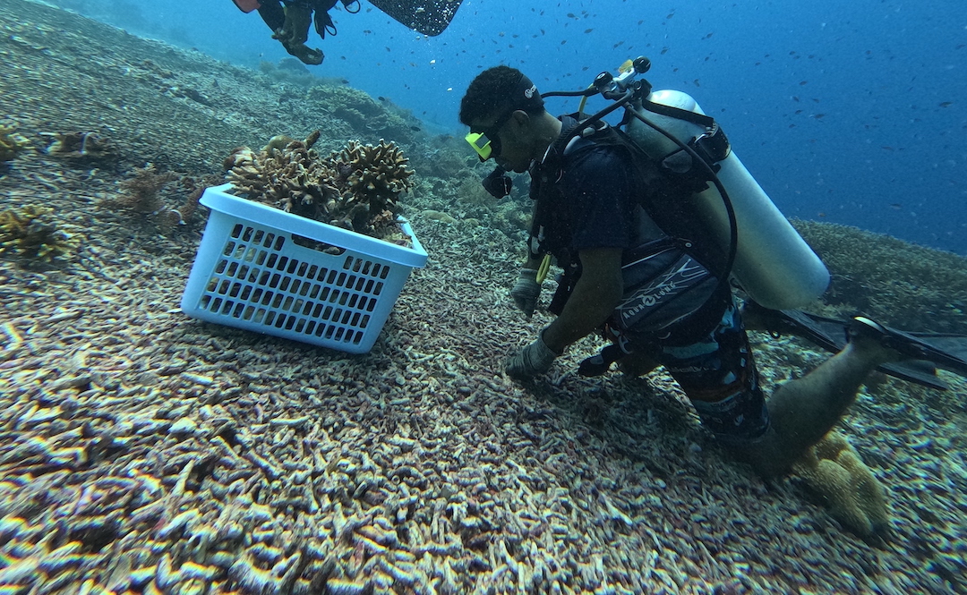 Yaf Keru Reef Restoration Conservation The SEA People Orang Laut Papua. Coral Rubble Yenbekwan Raja Ampat
