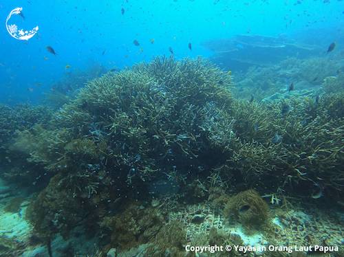 Yaf Keru Reef Restoration Raja Ampat The SEA People, structure at 29 months old