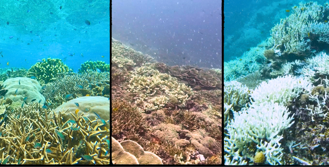 Coral Bleaching Variance Raja Ampat