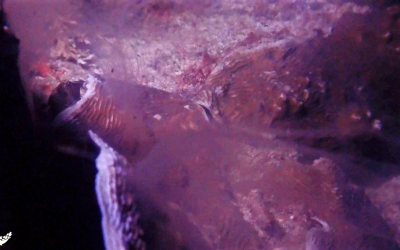 Coral Spawning in Raja Ampat; a grand celebration and one of nature’s best kept secrets